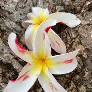 Fragrant Jean Moragne Plumeria Unrooted Cutting 10-12 inch - Tropical Plant - Image 1