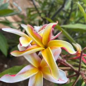 Fragrant Jean Moragne Plumeria Unrooted Cutting 10-12 inch - Tropical Plant - Image 4