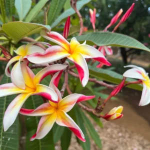 Fragrant Jean Moragne Plumeria Unrooted Cutting 10-12 inch - Tropical Plant - Image 5