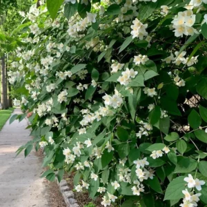 Fragrant Mock Orange Shrub, Mock Orange Live Plant, Hardy Mock Orange for Hedges in Quart Pot, 1 to 2 Feet Tall - Image 2