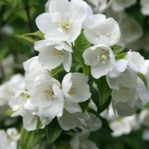 Fragrant Mock Orange Shrub, Mock Orange Live Plant, Hardy Mock Orange for Hedges in Quart Pot, 1 to 2 Feet Tall - Image 3