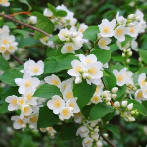 Fragrant Mock Orange Shrub, Mock Orange Live Plant, Hardy Mock Orange for Hedges in Quart Pot, 1 to 2 Feet Tall - Image 1