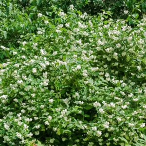Fragrant Mock Orange Shrub, Mock Orange Live Plant, Hardy Mock Orange for Hedges in Quart Pot, 1 to 2 Feet Tall - Image 4