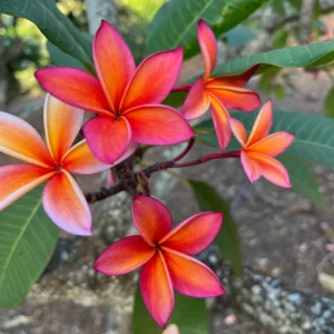 Fragrant Plumeria Cuttings - Angus Gold Peach Scented Tropical Flower Plant - 10-12 inch Unrooted - Image 2