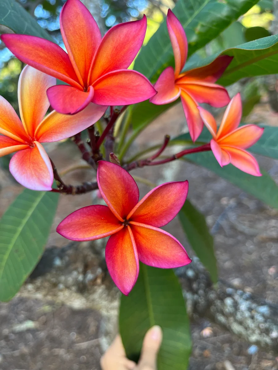 Fragrant Plumeria Cuttings - Angus Gold Peach Scented Tropical Flower Plant - 10-12 inch Unrooted - Image 3