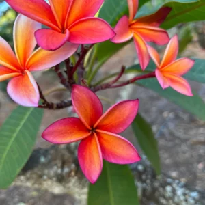 Fragrant Plumeria Cuttings - Angus Gold Peach Scented Tropical Flower Plant - 10-12 inch Unrooted - Image 3