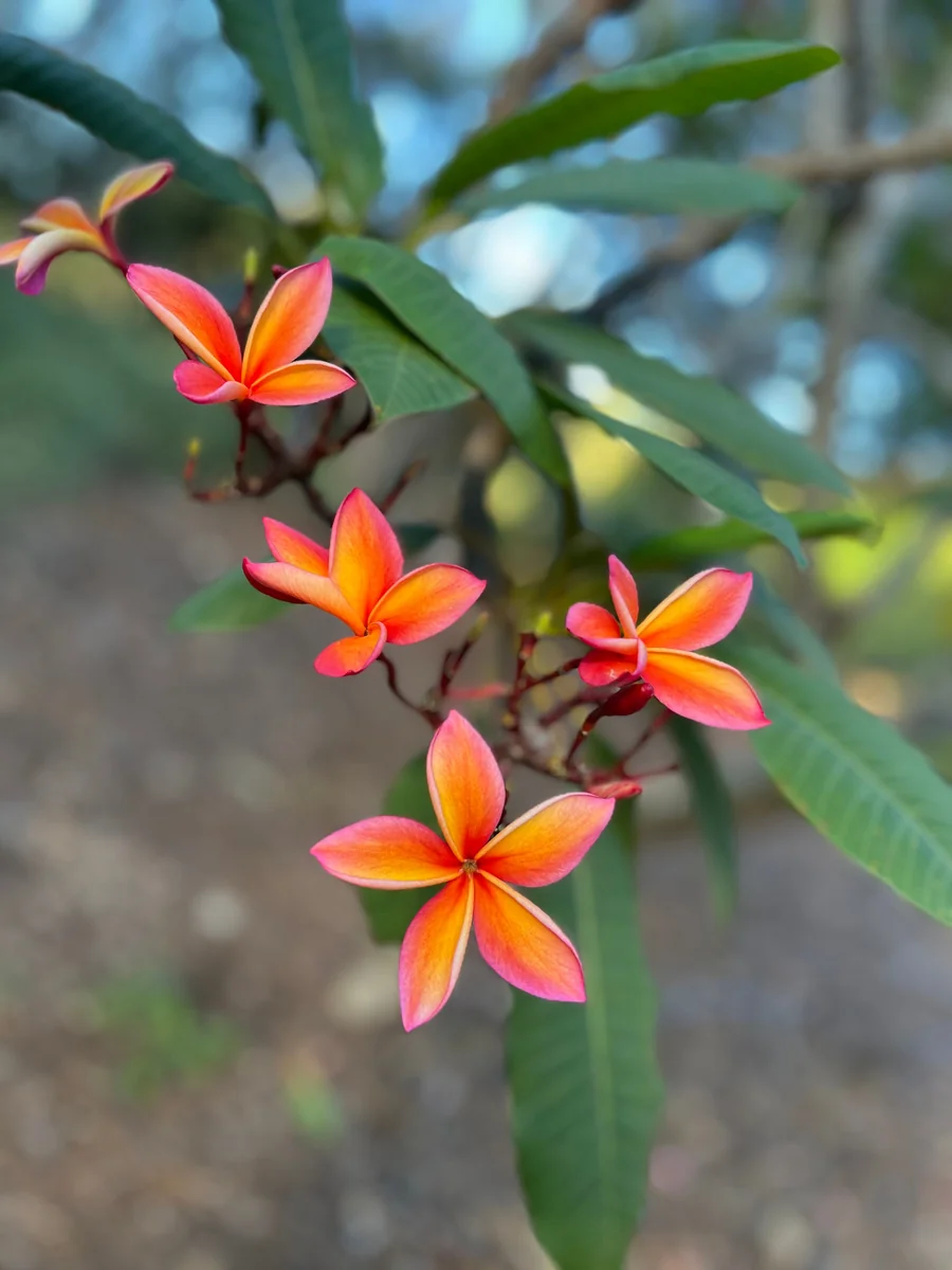 Fragrant Plumeria Cuttings - Angus Gold Peach Scented Tropical Flower Plant - 10-12 inch Unrooted - Image 4
