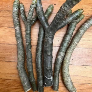 Fragrant Plumeria Cuttings - Angus Gold Peach Scented Tropical Flower Plant - 10-12 inch Unrooted - Image 5