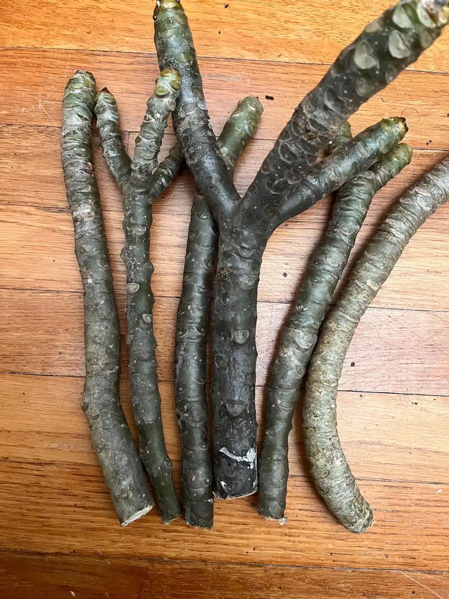 Fragrant Plumeria Cuttings - Angus Gold Peach Scented Tropical Flower Plant - 10-12 inch Unrooted - Image 5