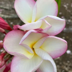 Fragrant Plumeria Unrooted Cutting (10-12 inch) Tropical Hawaiian Plant - Image 2