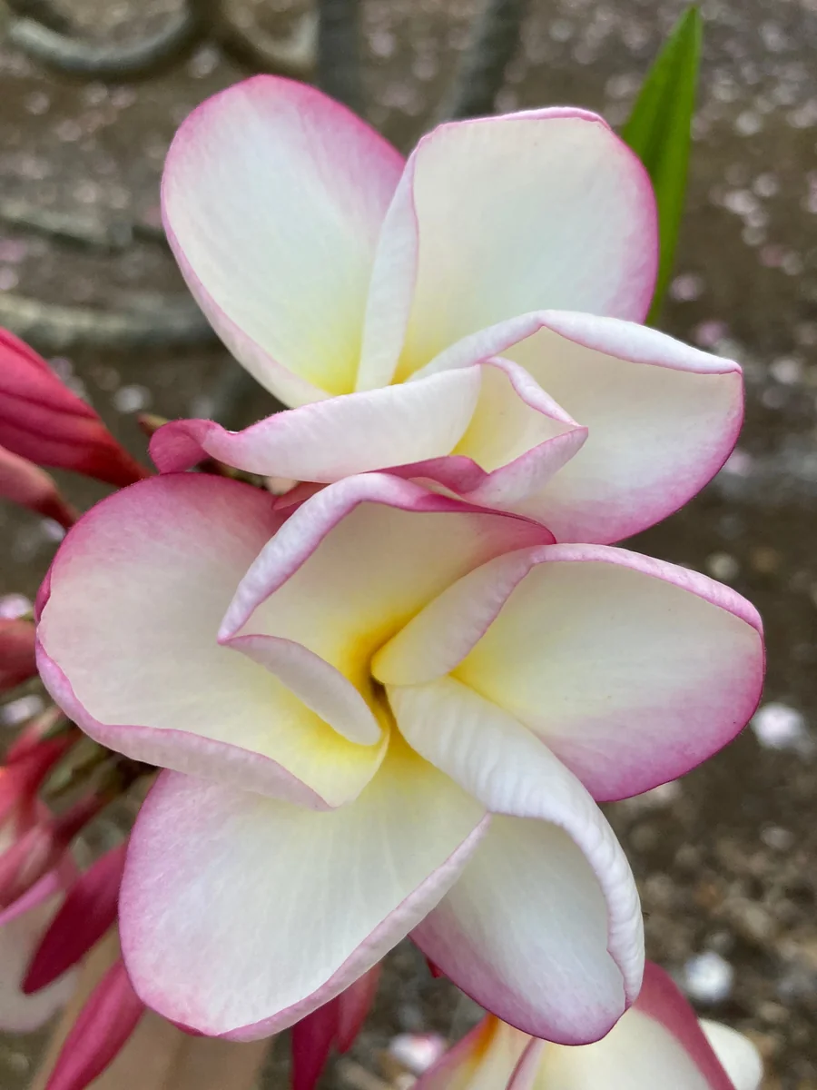 Fragrant Plumeria Unrooted Cutting (10-12 inch) Tropical Hawaiian Plant - Image 2