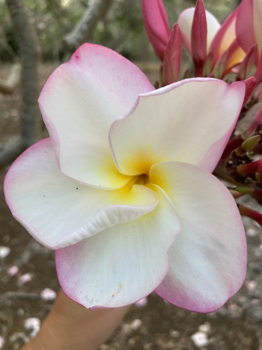 Fragrant Plumeria Unrooted Cutting (10-12 inch) Tropical Hawaiian Plant - Image 3