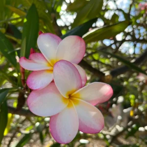 Fragrant Plumeria Unrooted Cutting (10-12 inch) Tropical Hawaiian Plant - Image 1