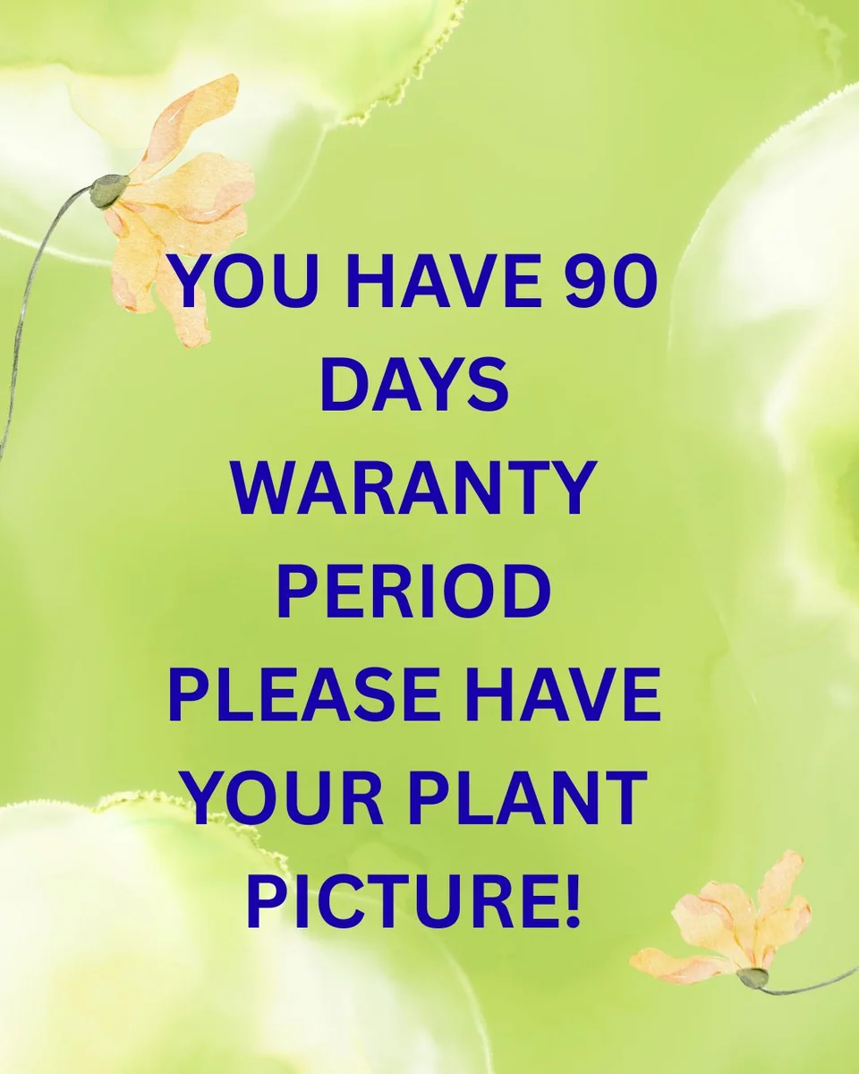 Fragrant Plumeria Unrooted Cutting (10-12 inch) Tropical Hawaiian Plant - Image 5