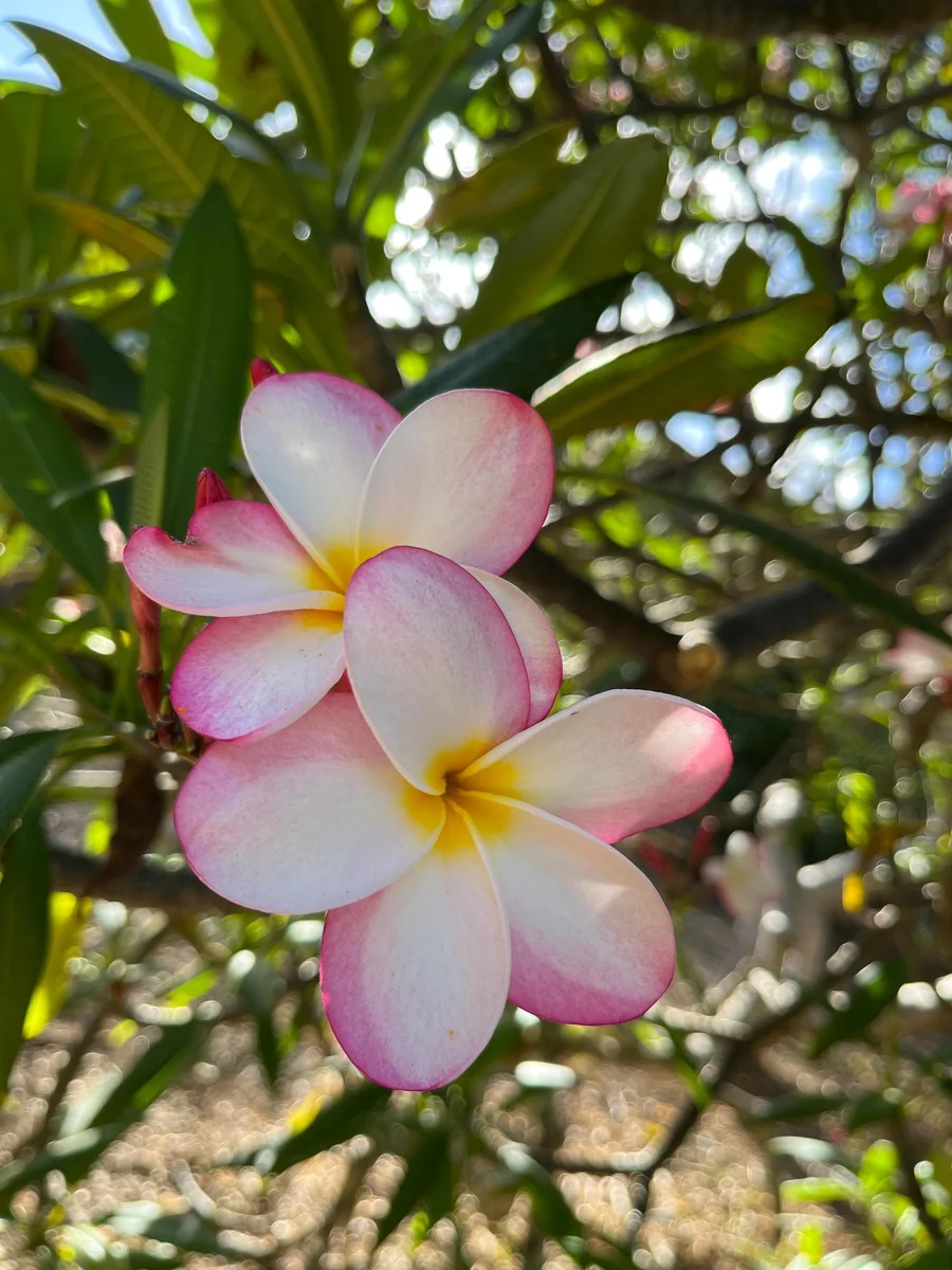 Fragrant Plumeria Unrooted Cutting (10-12 inch) Tropical Hawaiian Plant - Image 1