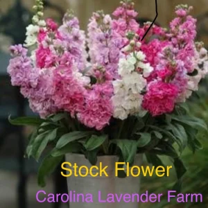 Fragrant Stock Flower Live Plant - Perennial Matthiola Starter Plugs - Image 1