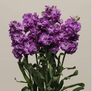 Fragrant Stock Flower Live Plant - Perennial Matthiola Starter Plugs - Image 4