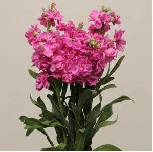 Fragrant Stock Flower Live Plant - Perennial Matthiola Starter Plugs - Image 5