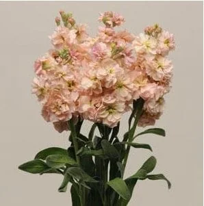 Fragrant Stock Flower Live Plant - Perennial Matthiola Starter Plugs - Image 6