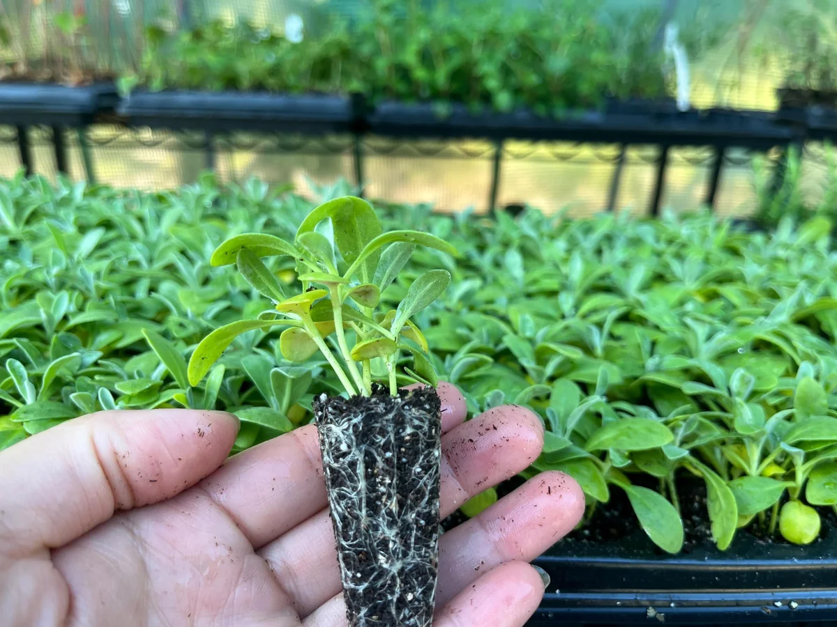 Fragrant Stock Flower Live Plant - Perennial Matthiola Starter Plugs - Image 7