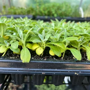 Fragrant Stock Flower Live Plant - Perennial Matthiola Starter Plugs - Image 8