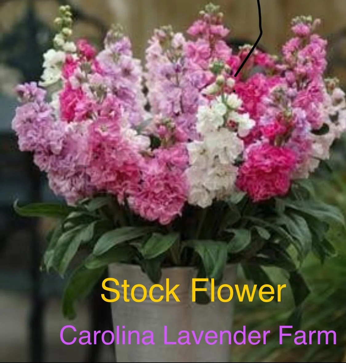 Fragrant Stock Flower Live Plant - Perennial Matthiola Starter Plugs - Image 1