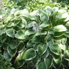 Francee Hosta Bareroot Perennial Plant - Shade Loving, Zones 3-9 - Image 1