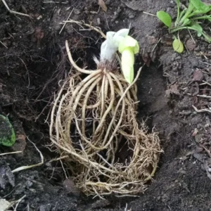 Francee Hosta Bareroot Perennial Plant - Shade Loving, Zones 3-9 - Image 2