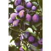 French Improved Prune Live Tree – 3 Feet Tall – 3 Gallon Pot – Outdoor - Image 1
