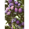French Improved Prune Tree - Live Plant 2-3 ft Tall in 3 Gallon Pot - Outdoor Fruit Tree - Image 1