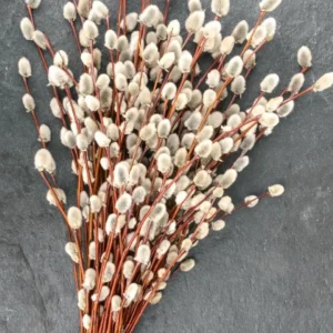 French Pussy Willow Live Plant - 1 Gallon Pot - Deciduous Shrub - Image 1