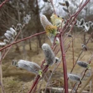French Pussy Willow Live Plant - 1 Gallon Pot - Deciduous Shrub - Image 3