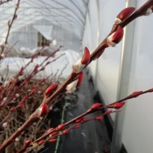 French Pussy Willow Live Plant - 1 Gallon Pot - Deciduous Shrub - Image 5