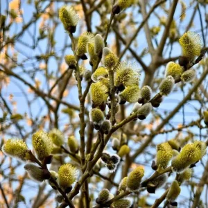 French Pussy Willow Live Plant - 1 Gallon Pot - Deciduous Shrub - Image 6