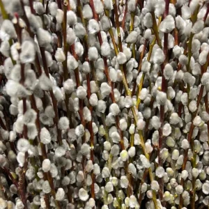 French Pussy Willow Live Plant - 1 Gallon Pot - Deciduous Shrub - Image 8