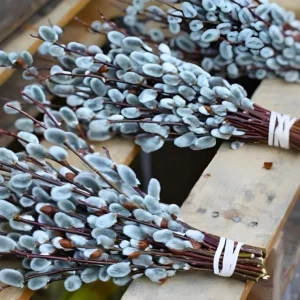 French Pussy Willow Live Plant - 1 Gallon Pot - Deciduous Shrub - Image 9