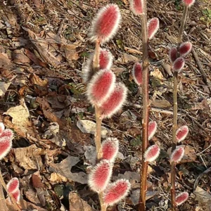 French Pussy Willow Live Plant – 2.5 inch Pot – Early Spring Interest - Image 10