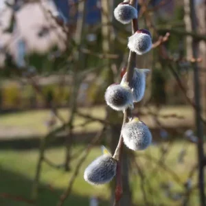 French Pussy Willow Live Plant – 2.5 inch Pot – Early Spring Interest - Image 2