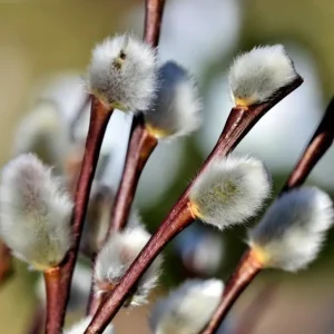French Pussy Willow Live Plant – 2.5 inch Pot – Early Spring Interest - Image 3