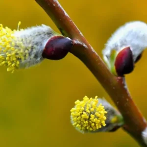 French Pussy Willow Live Plant – 2.5 inch Pot – Early Spring Interest - Image 4