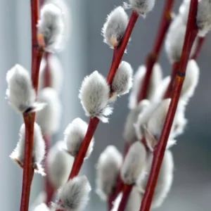 French Pussy Willow Live Plant – 2.5 inch Pot – Early Spring Interest - Image 5