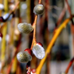 French Pussy Willow Live Plant – 2.5 inch Pot – Early Spring Interest - Image 6