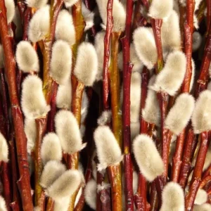 French Pussy Willow Live Plant – 2.5 inch Pot – Early Spring Interest - Image 9