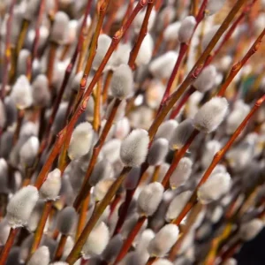 French Pussy Willow Live Plant – 2.5 inch Pot – Early Spring Interest - Image 1