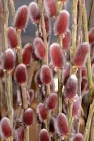 French Pussy Willow Live Plant – Salix caprea – 1 Gallon Pot – Outdoor Shrub - Image 2