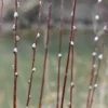 French Pussy Willow Live Plant – Salix caprea Shrub – 12-24in Tall Outdoor - Image 2