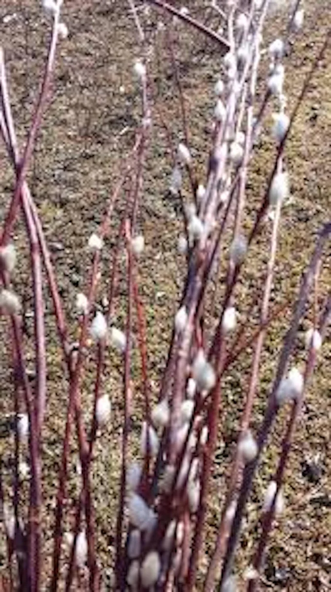 French Pussy Willow Live Plant – Salix caprea Shrub – 12-24in Tall Outdoor - Image 3