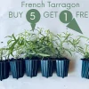 French Tarragon Live Herb Plant - Culinary Starter, 1 inch Plug - Image 1