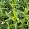 French Tarragon Live Plant – 4-5" Tall Herb – Perennial Culinary Herb for Garden - Image 1