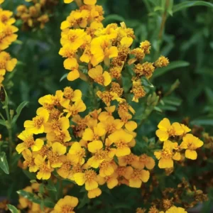 French Tarragon Live Plant – 4-5